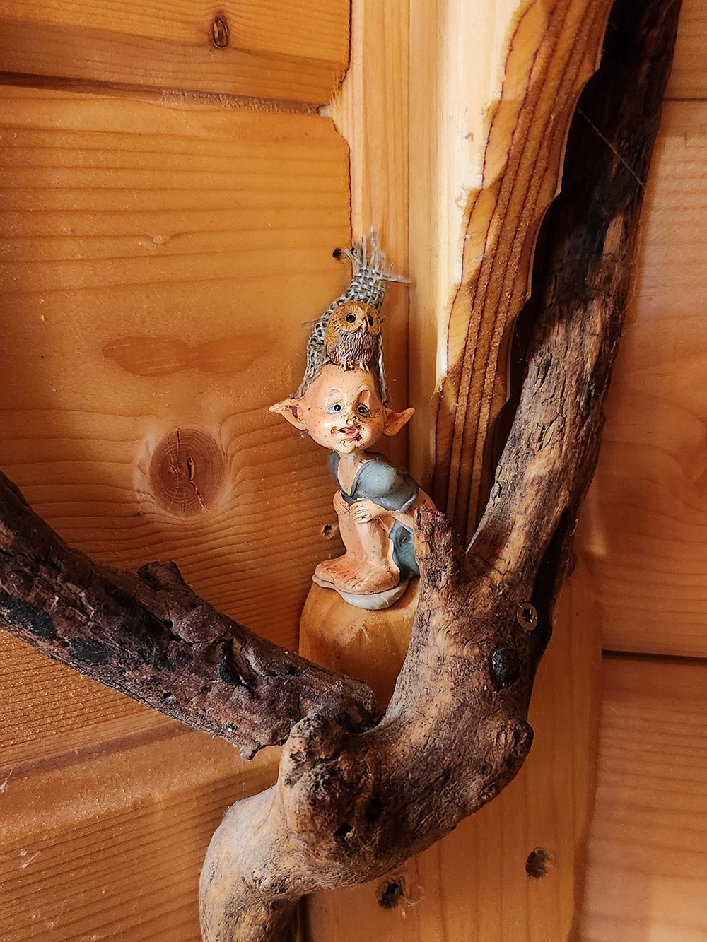 Kota elfes insolite